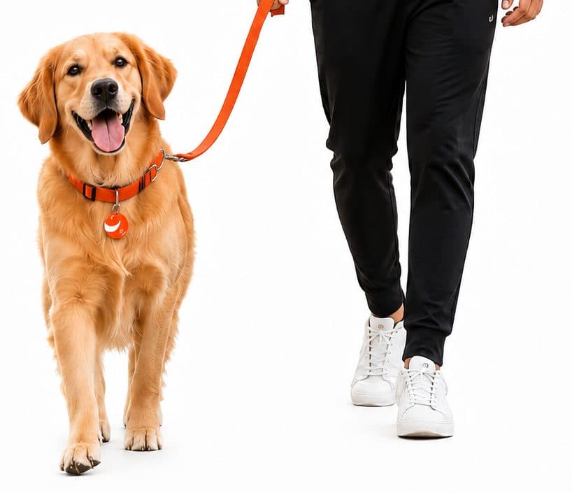 A man walking a golden retriever on an orange Wagly lead